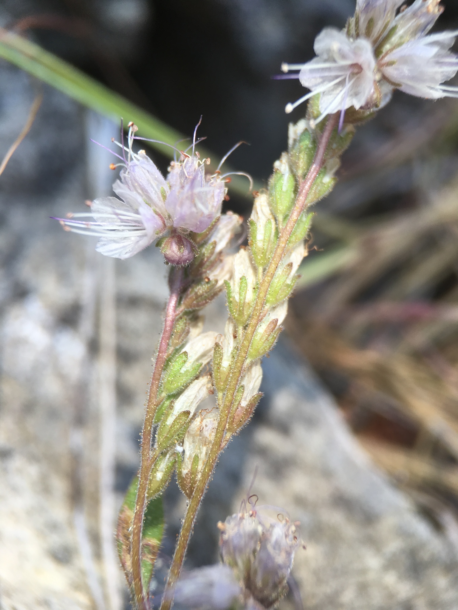 Phacelia stebbinsii