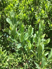 Myrica hartwegii