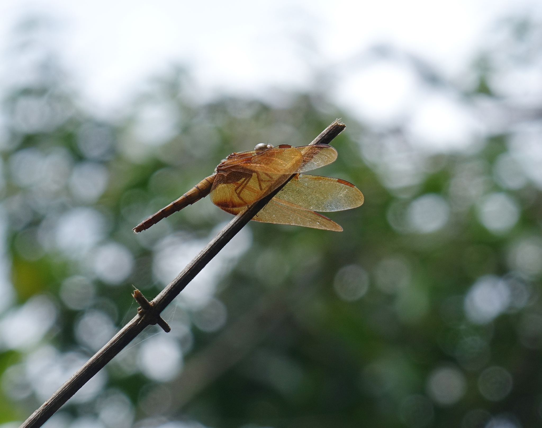 Fulvous Forest Skimmer