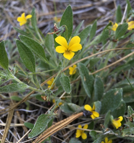 Image of Viola tomentosa by (c) Matt Berger, some rights reserved (CC BY)