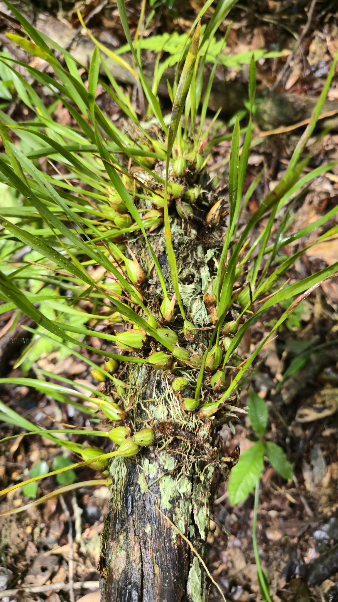 Maxillaria subrepens