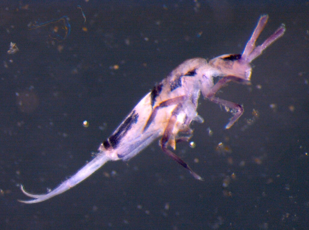 Lepidobrya