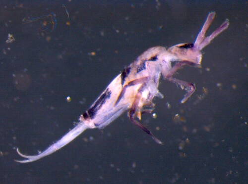 Lepidobrya