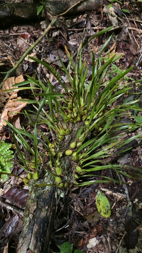 Maxillaria subrepens, photograph 2