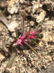 Polygonum polygaloides kelloggii