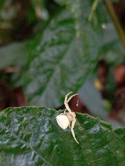 角紅蟹蛛