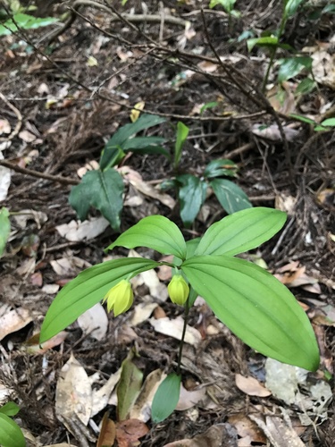 Disporum lutescens iNat (1)