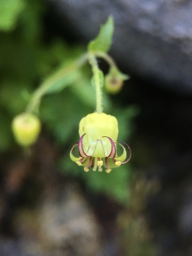Image of Sierra Bolandra (Bolandra californica) by (c) Matt Berger, some rights reserved (CC BY)