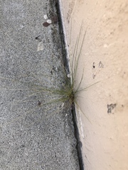 Nassella tenuissima