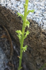 Platanthera colemanii