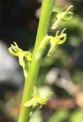Platanthera colemanii