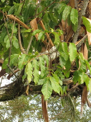 Picrasma excelsa