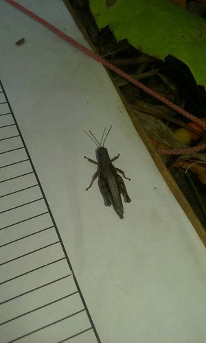 Smith's Short-wing Grasshopper photo 5