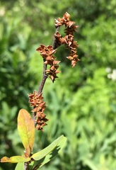 Myrica hartwegii