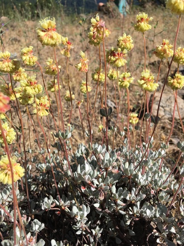 Image of Eriogonum prattenianum by (c) Matt Berger, some rights reserved (CC BY)