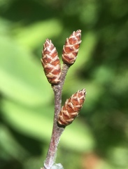 Myrica hartwegii