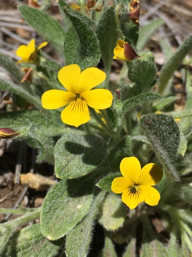 Image of Viola tomentosa by (c) Matt Berger, some rights reserved (CC BY)