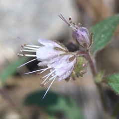Phacelia stebbinsii