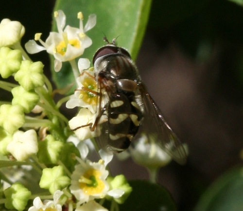 Arched Brusheye photo 2