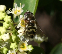 Dasysyrphus creper