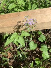 Conoclinium coelestinum image