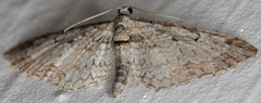 Eupithecia zelmira