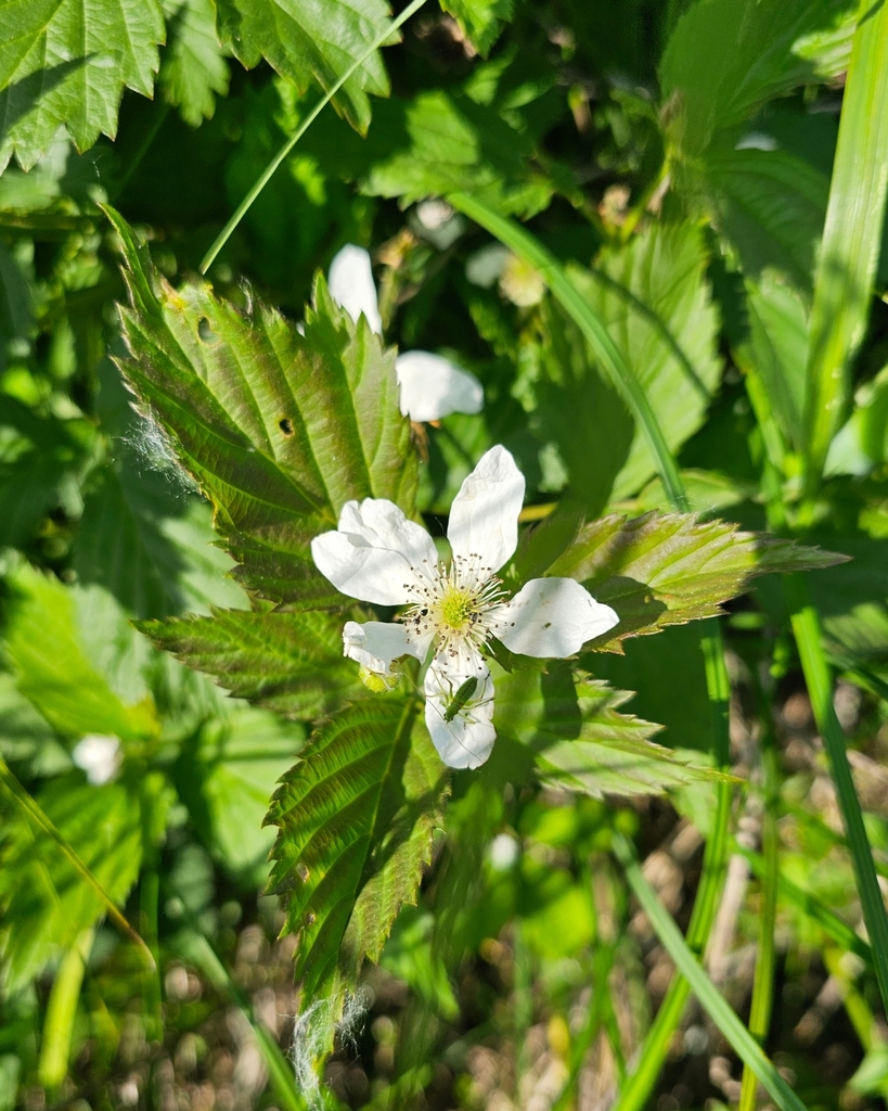 Ithaca blackberry