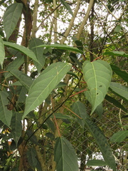 Alchornea