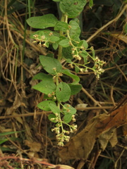 Baccharis decussata