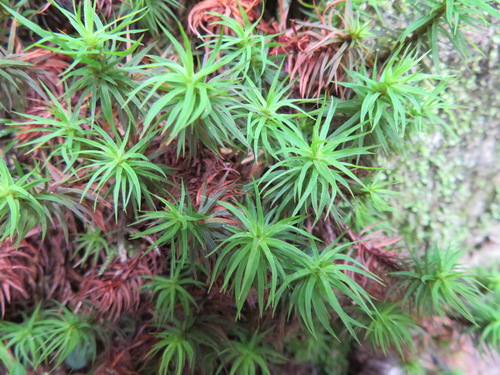 Pogonatum japonicum observed 2019-09-13