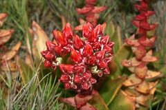 Dudleya palmeri