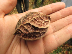 Calatola costaricensis