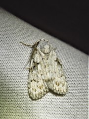 Meganola melanosticta