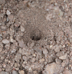 Vermileo comstocki