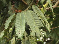 Virola sebifera