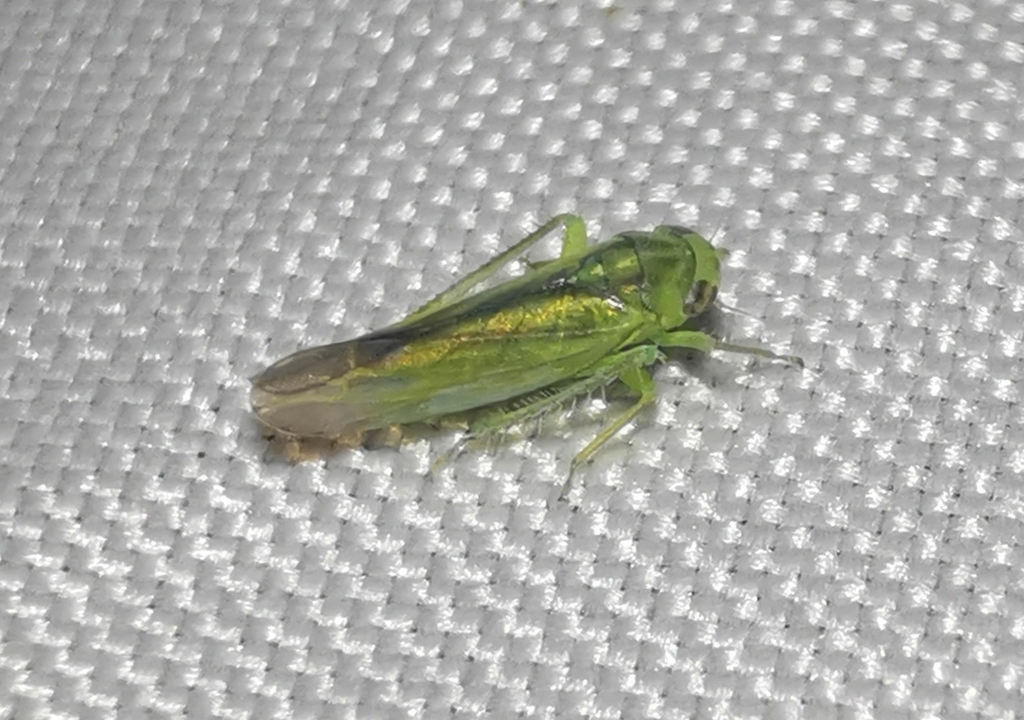 Leafhopper