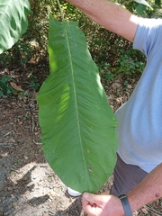 Magnolia macrophylla