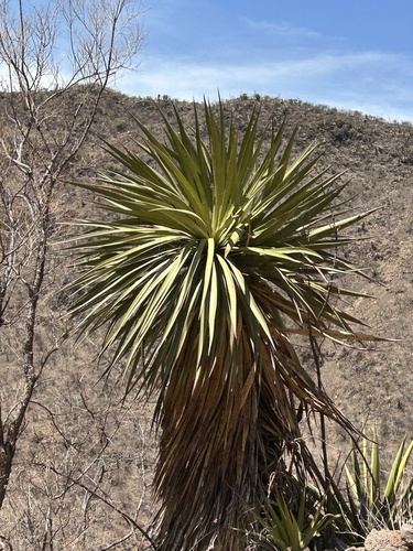 horizontal yucca (Yucca declinata)