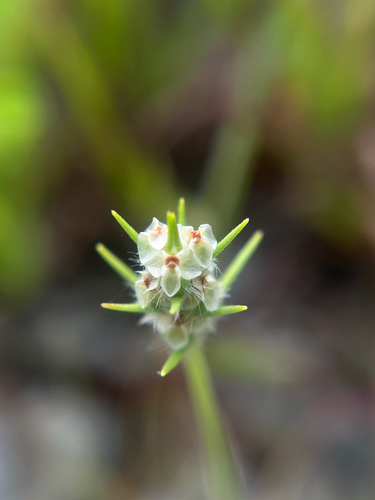 Plantago aristata iNat (2)