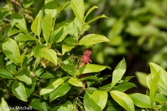 Exobasidium vaccinii