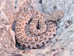 Crotalus oreganus concolor