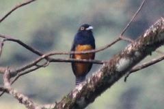 Trogon violaceus