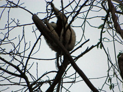 Propithecus coquereli