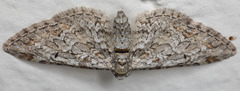 Eupithecia zelmira