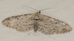 Eupithecia zelmira