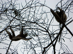 Propithecus coquereli