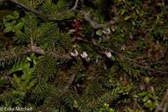 Vaccinium macrocarpon