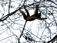 Propithecus coquereli