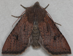 Orthosia transparens