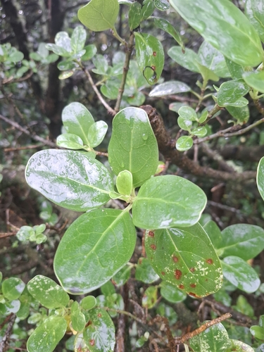 Coprosma repens observed 2025-06-20
